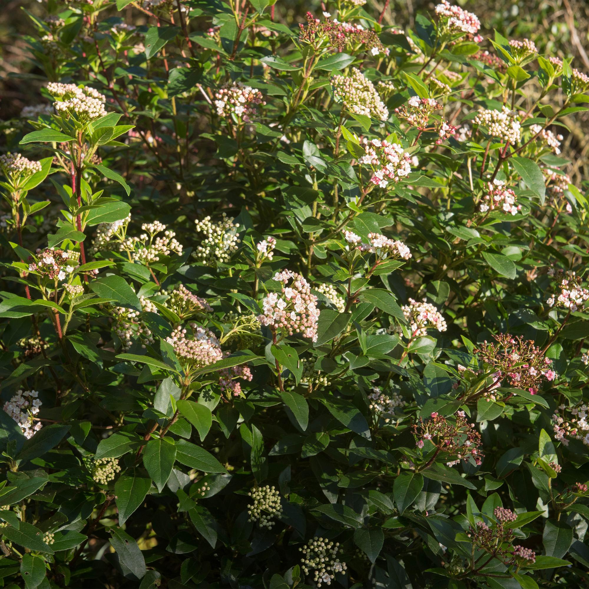 green-guardia-unsere-pflanzen-viburnum-eve-price-stamm-90-cm-winterhart image 5