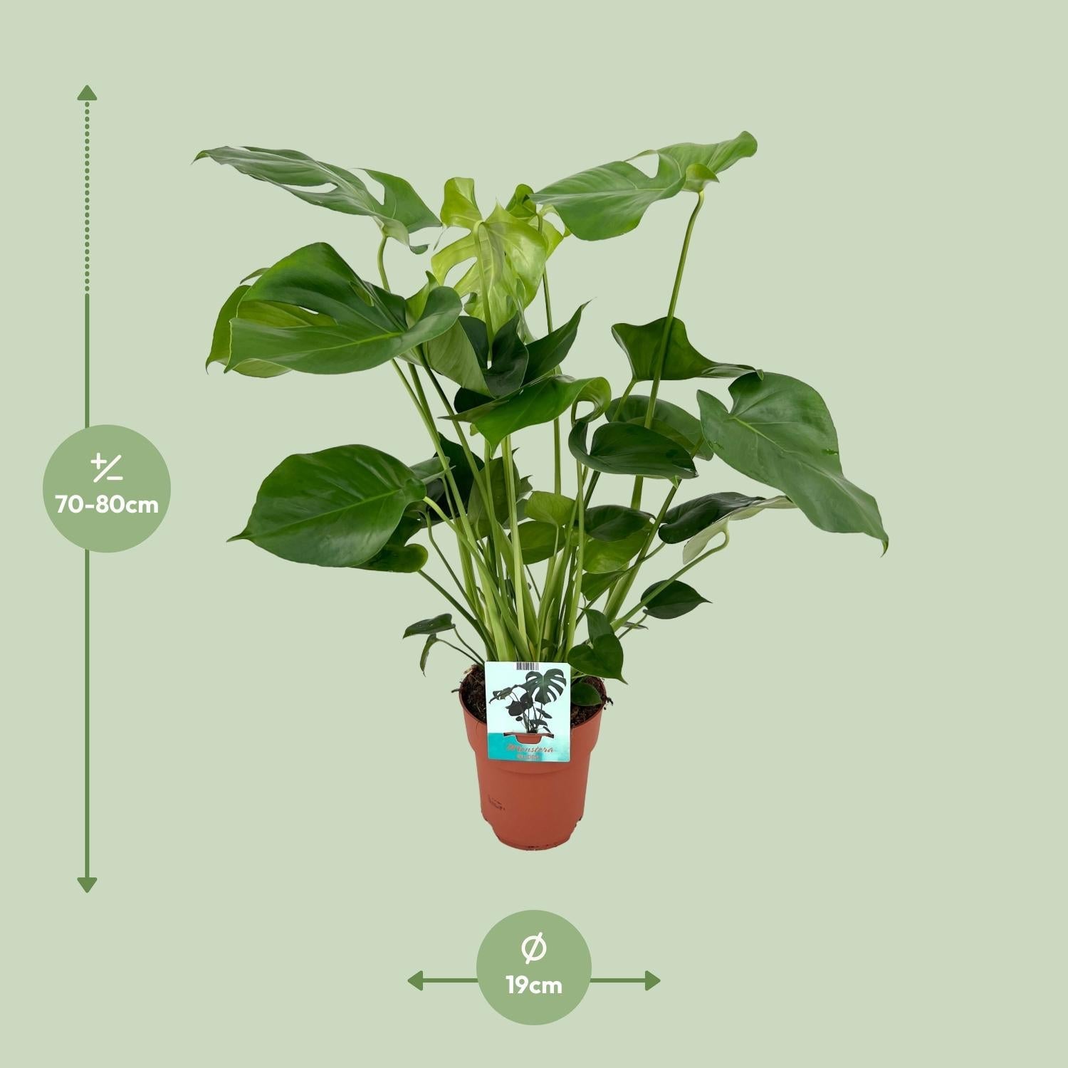 green-guardia-monstera-deliciosa-fensterblatt-105-cm-pflanze image 4