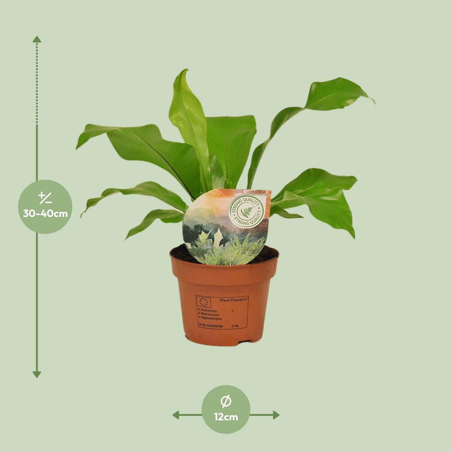 green-guardia-asplenium-nestfarn-zimmerpflanze-17cm-60cm image 4