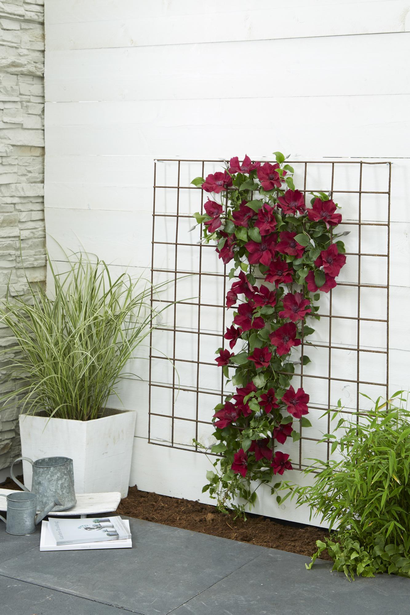 green-guardia-clematis-nubia-rot-kletterpflanze-65cm-k-bel image 2