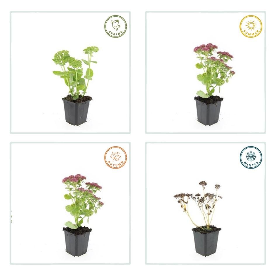 green-guardia-unsere-pflanzen-sedum-herbstfreude-fetthenne-6-pflanzen image 3