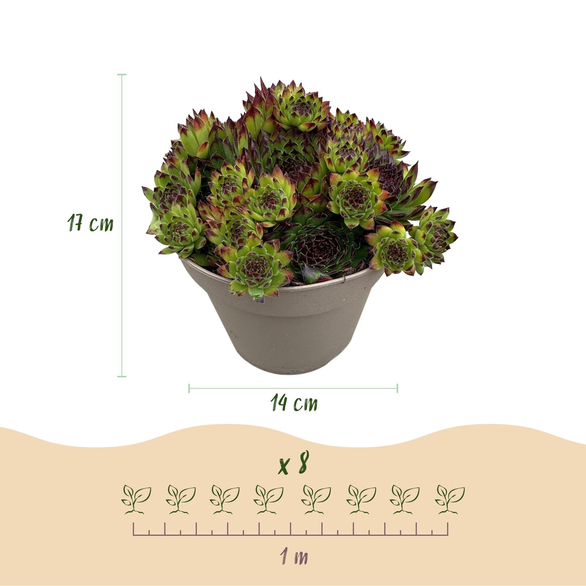 green-guardia-big-sam-hauswurz-mix-4-pflanzen-14-cm-topf image 2