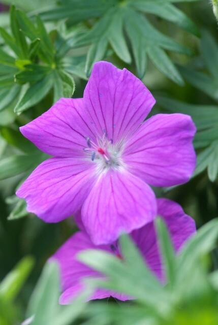 green-guardia-geranium-tiny-monster-storchschnabel-6-pflanzen image 5