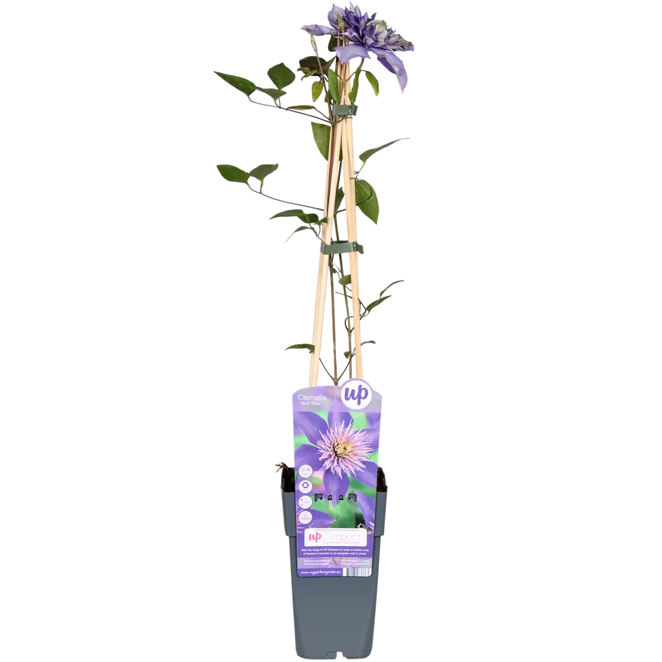 green-guardia-unsere-pflanzen-clematis-multi-blue-kletterpflanze-1-pflanze image 1