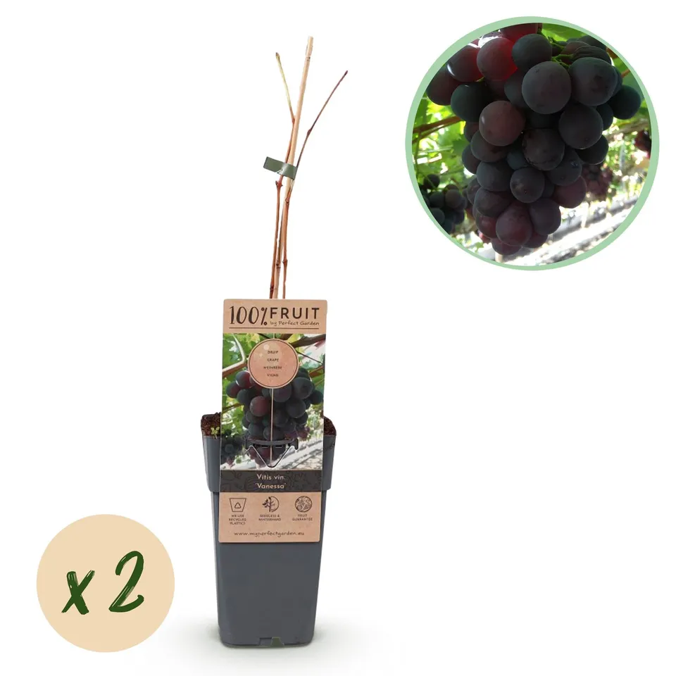 green-guardia-traube-vanessa-kernlos-obstpflanze-2x-50cm image 1