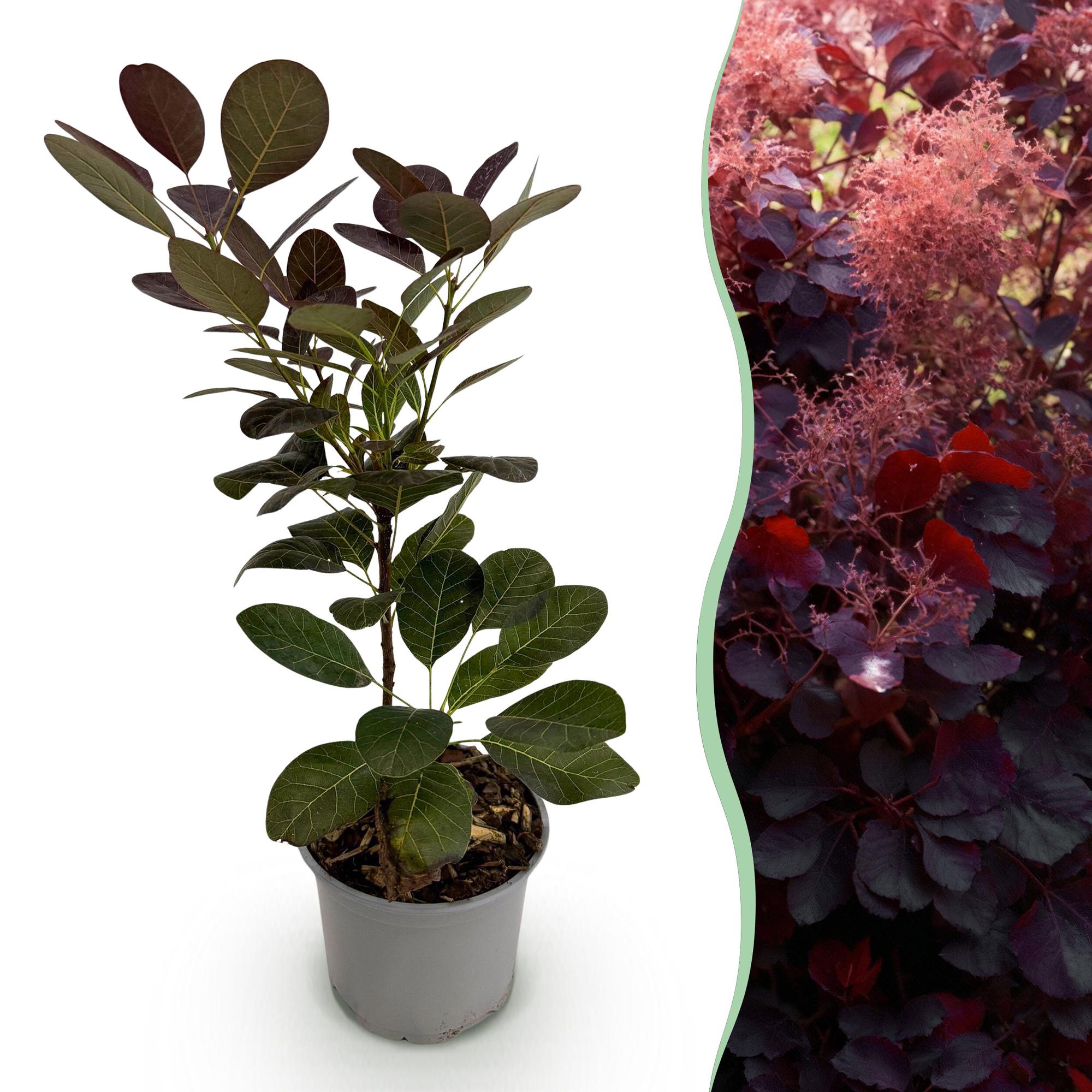 green-guardia-cotinus-royal-purple-zierstrauch-12-cm-topf-lila image 1