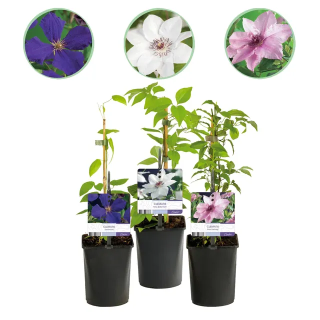 green-guardia-unsere-pflanzen-clematis-tricolour-kletterpflanze-3x-11cm image 1