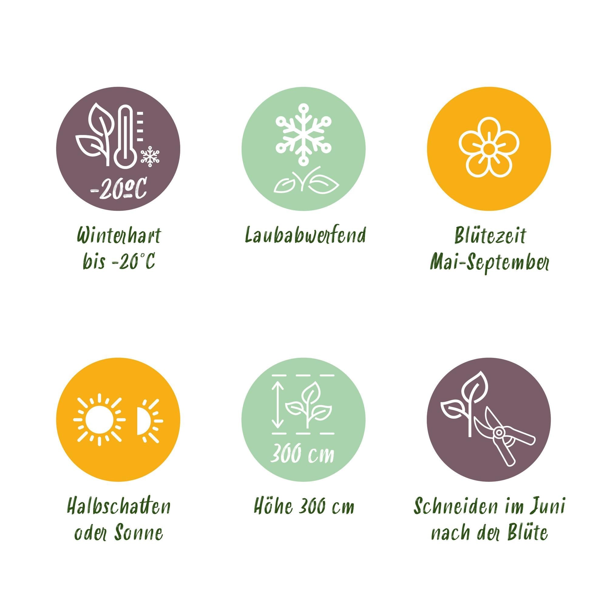 green-guardia-unsere-pflanzen-clematis-tricolour-kletterpflanze-3x-11cm image 6