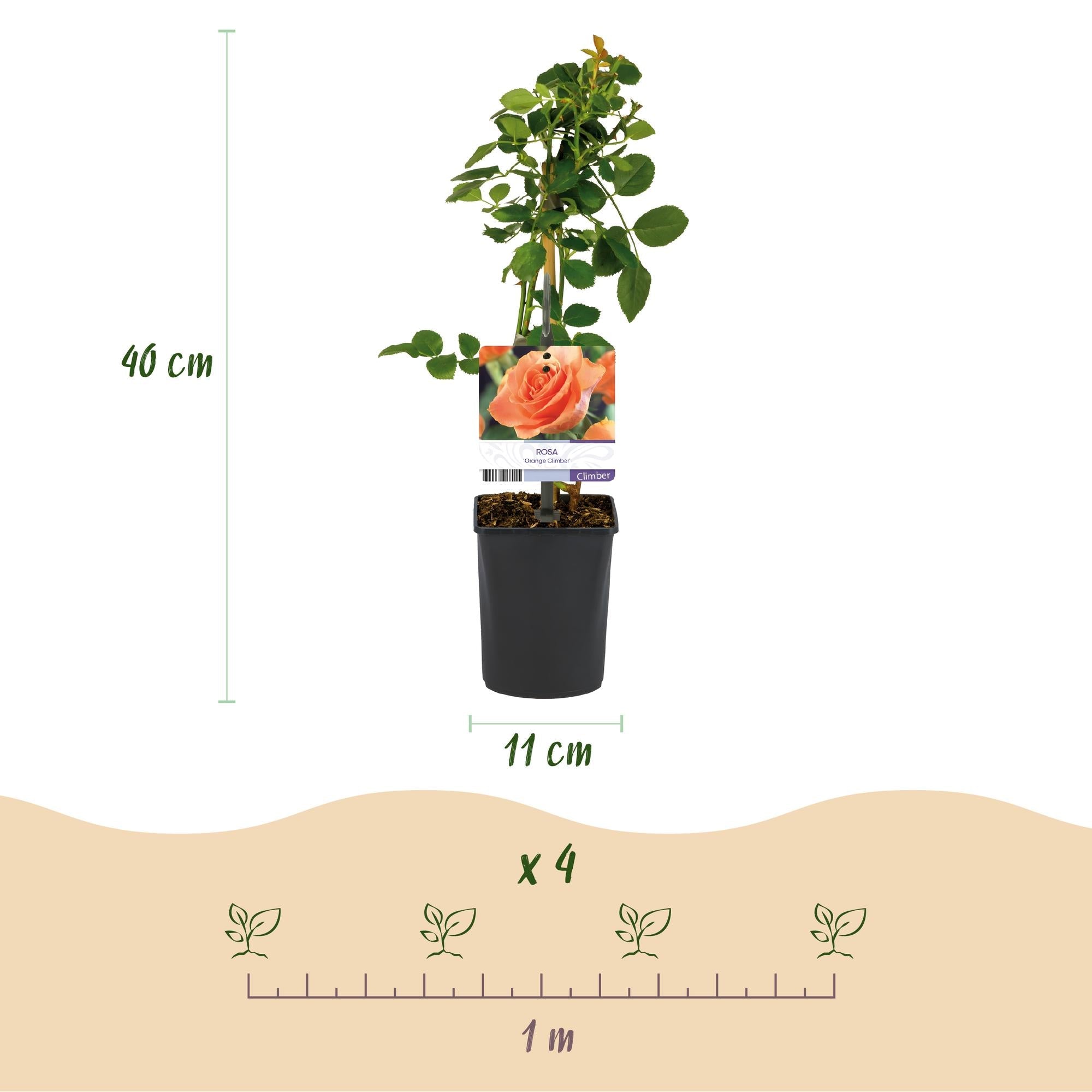 green-guardia-unsere-pflanzen-rosa-orange-climber-kletterrose-2x40cm image 3