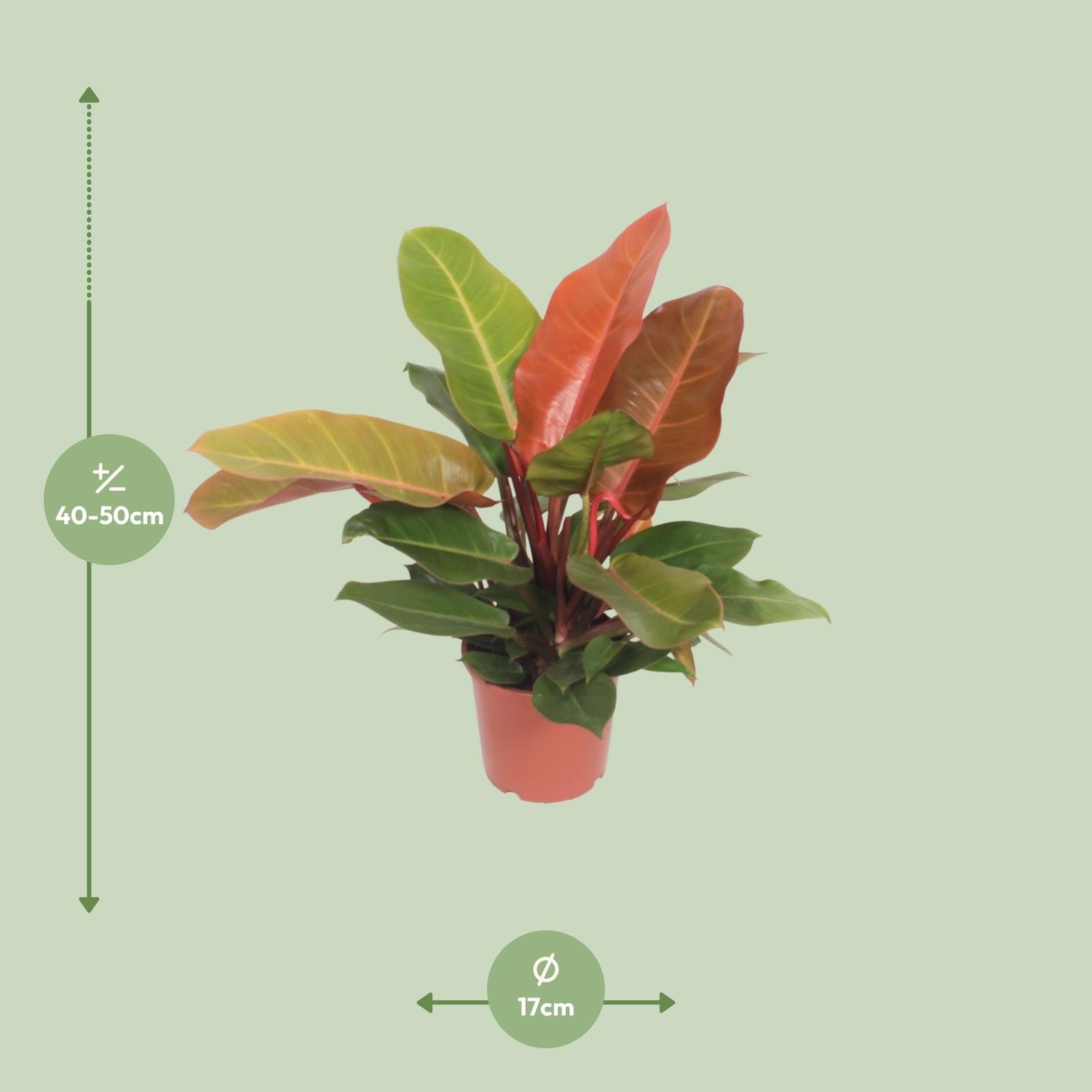 green-guardia-prince-of-orange-philodendron-zimmerpflanze-45-cm-pflegeleicht image 2