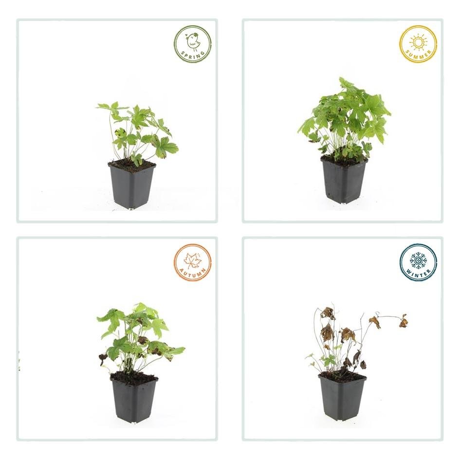 green-guardia-geranium-nodosum-bodendecker-6-pflanzen-violett-rosa image 3