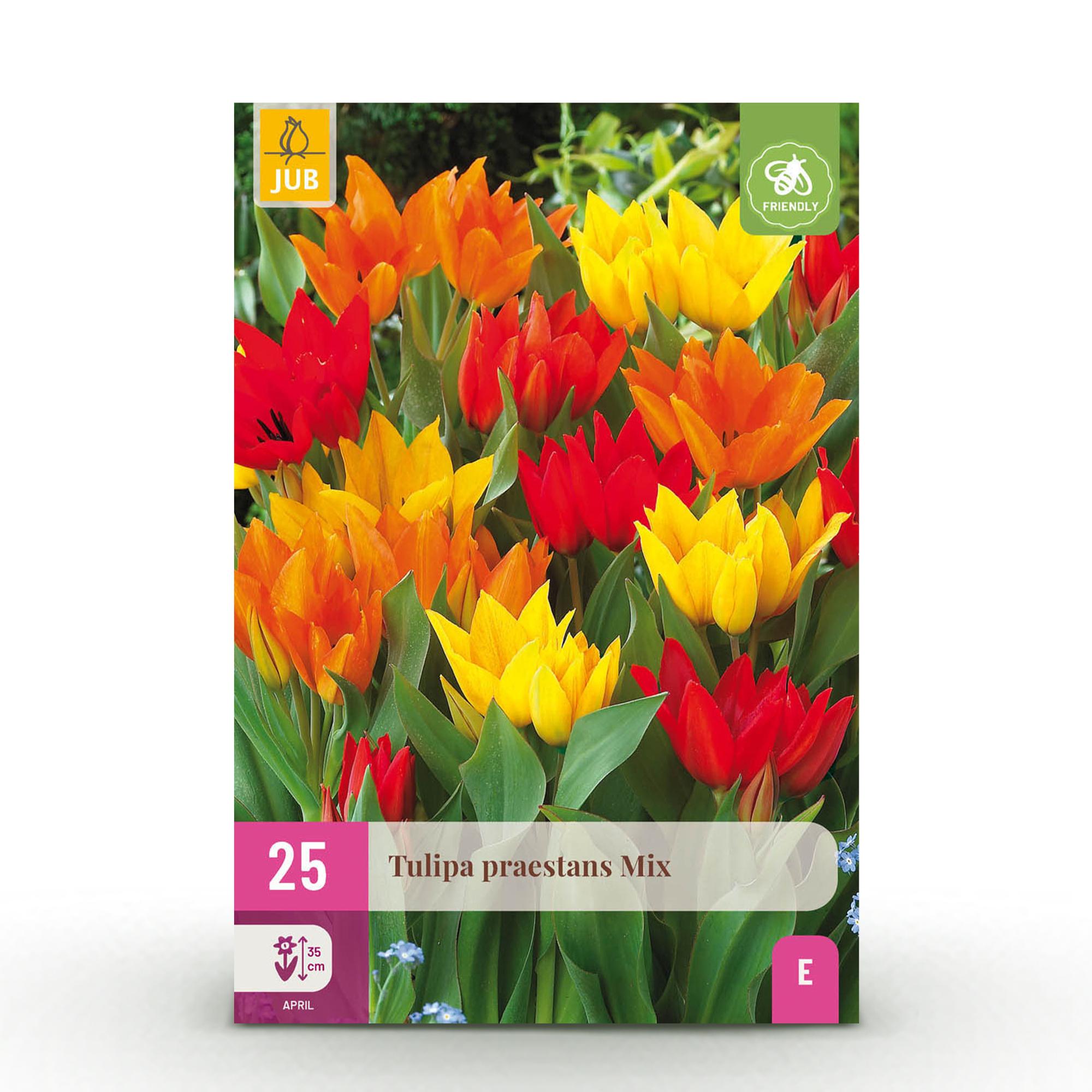green-guardia-tulipa-praestans-mix-blumenzwiebeln-25-st-ck image 1
