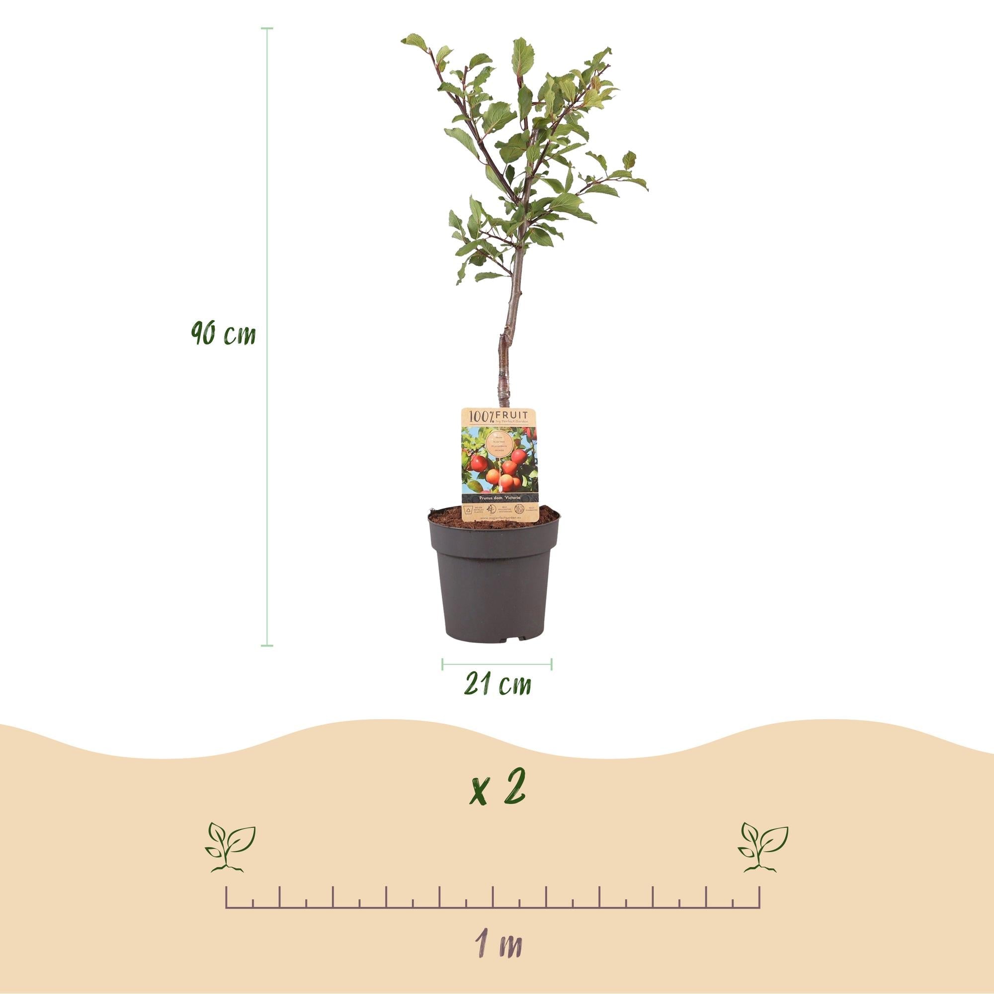 green-guardia-prunus-victoria-pflaumenbaum-21cm-topf-90cm image 3