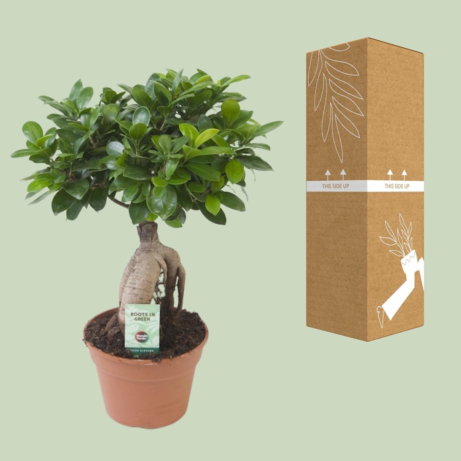 green-guardia-ficus-ginseng-bonsai-feige-70-cm-zimmerpflanze image 2