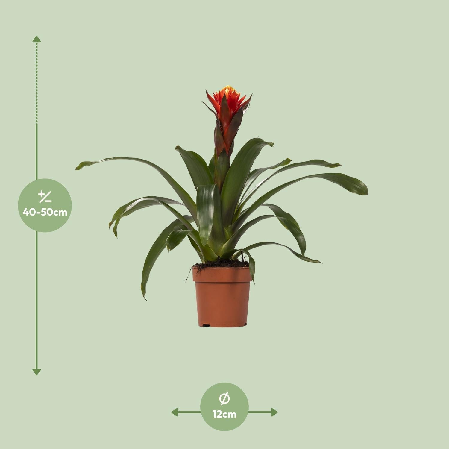 green-guardia-guzmania-bromelie-zimmerpflanze-crown-12cm image 6