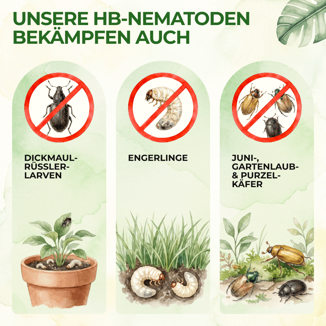 green-guardia-nematoden-hb-n-tzlinge-gegen-dickmaulr-ssler-1-mio-f-r-2m image 3