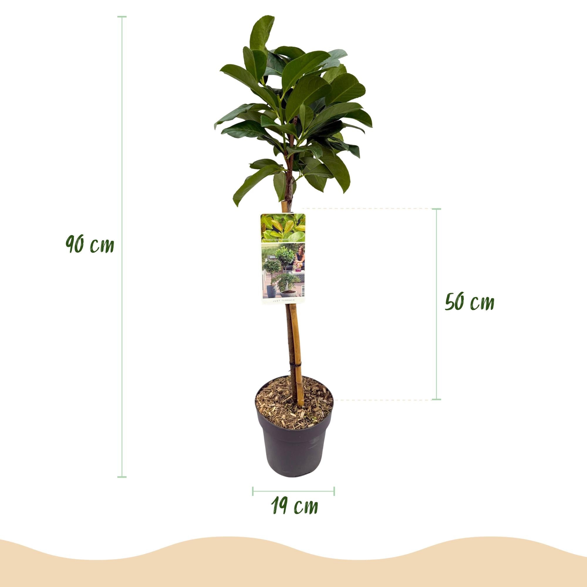 green-guardia-unsere-pflanzen-prunus-etna-kirschlorbeer-90-cm image 2