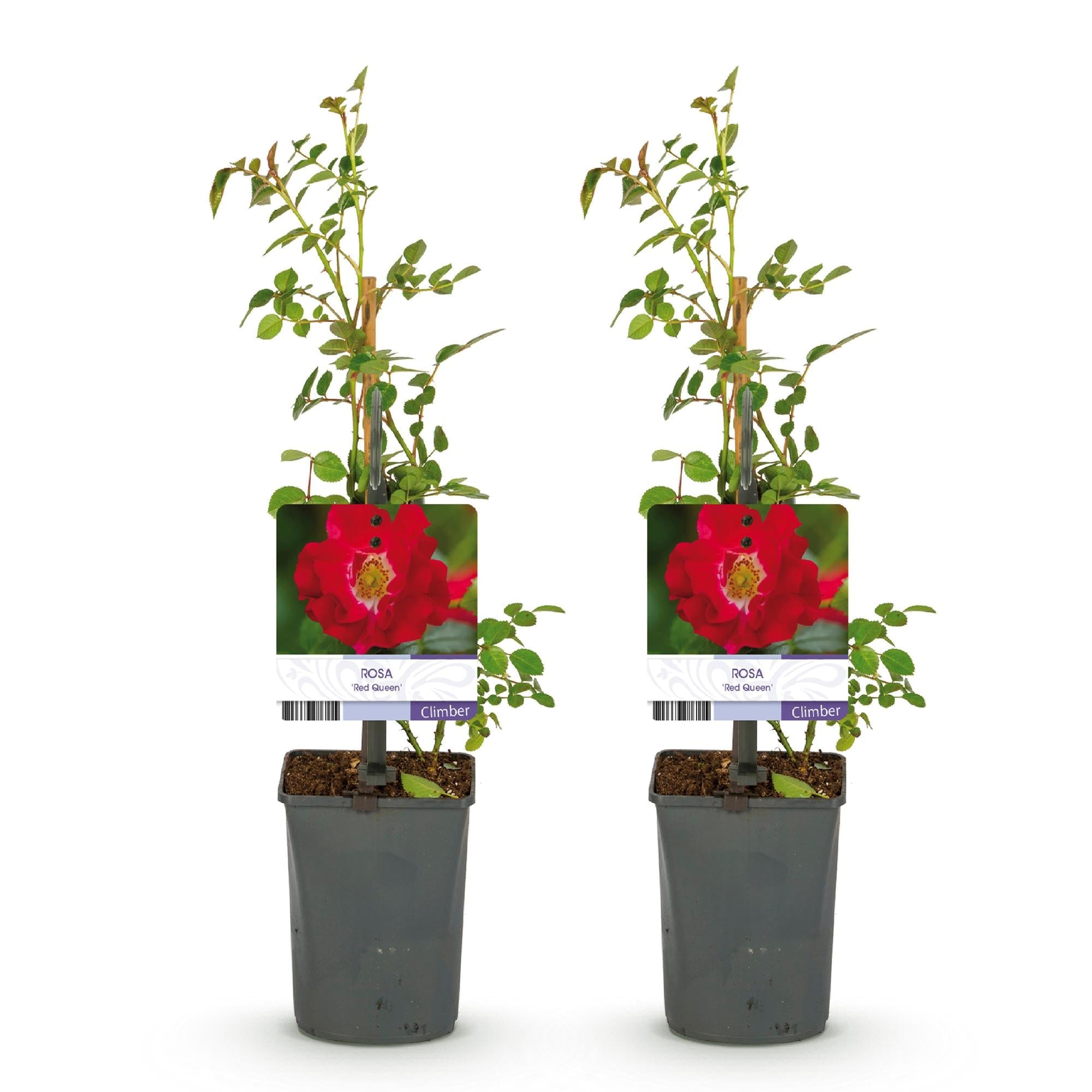 green-guardia-unsere-pflanzen-rosa-red-queen-kletterrose-2-pflanzen-rote-bl-ten image 2