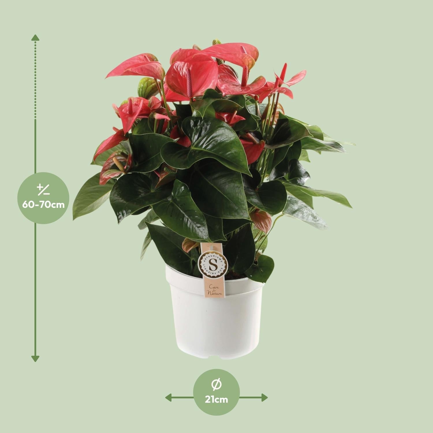 green-guardia-anthurium-sweet-dream-zimmerpflanze-12cm-36cm-pink image 8