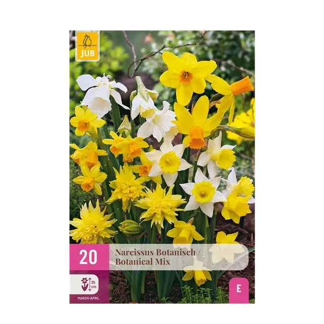 green-guardia-unsere-pflanzen-narcissus-blumenzwiebeln-20-st-ck-gelb-wei image 1