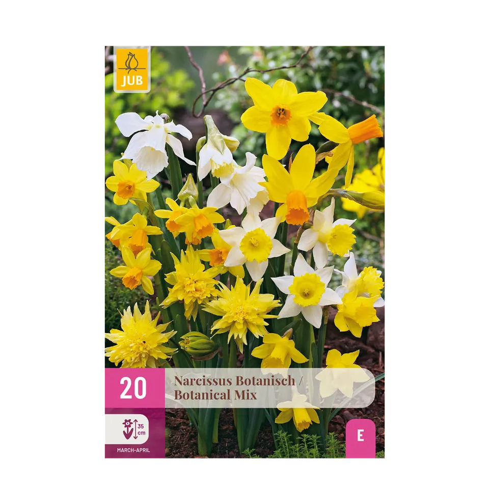 green-guardia-unsere-pflanzen-narcissus-blumenzwiebeln-20-st-ck-gelb-wei image 1