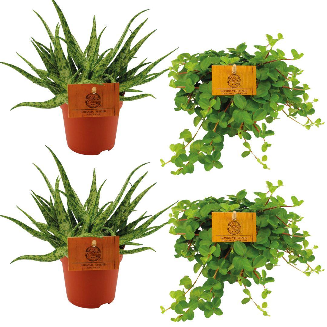 green-guardia-aloe-spider-peperomia-zimmerpflanzen-4er-set image 1