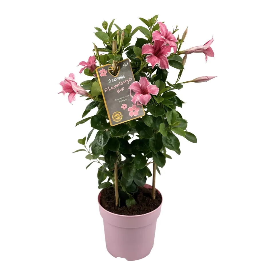 green-guardia-unsere-pflanzen-mandevilla-sundaville-pink-17cm image 1