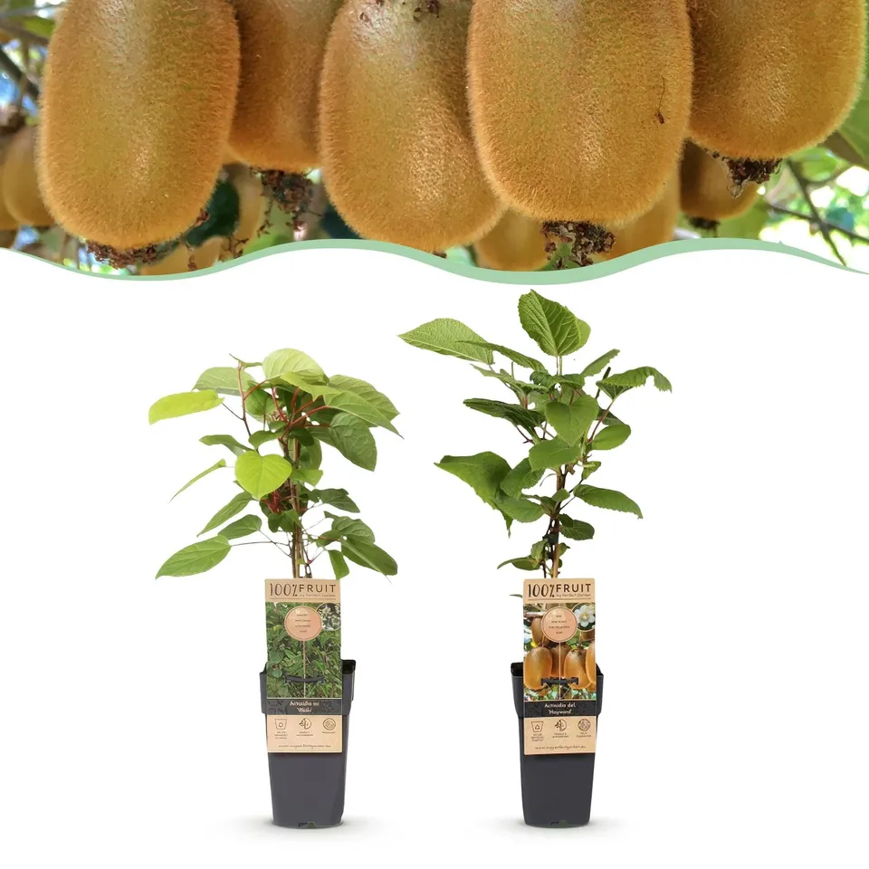 green-guardia-unsere-pflanzen-kiwi-weiki-hayward-pflanzen-2er-set-fruchttragend image 1