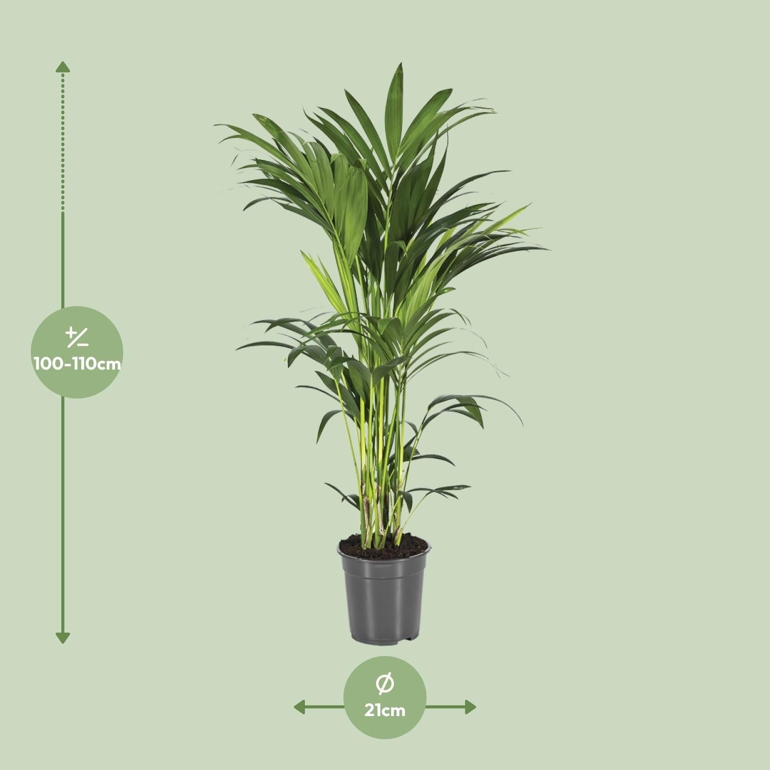 green-guardia-unsere-pflanzen-howea-kentia-palme-zimmerpalme-110-cm image 6