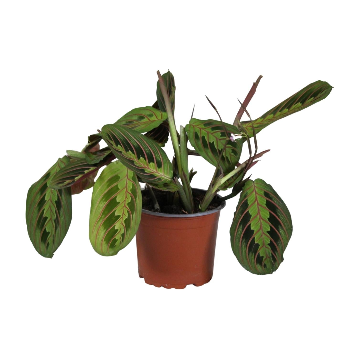 green-guardia-maranta-leuconeura-fascinator-zimmerpflanze-12cm-rote-adern image 1