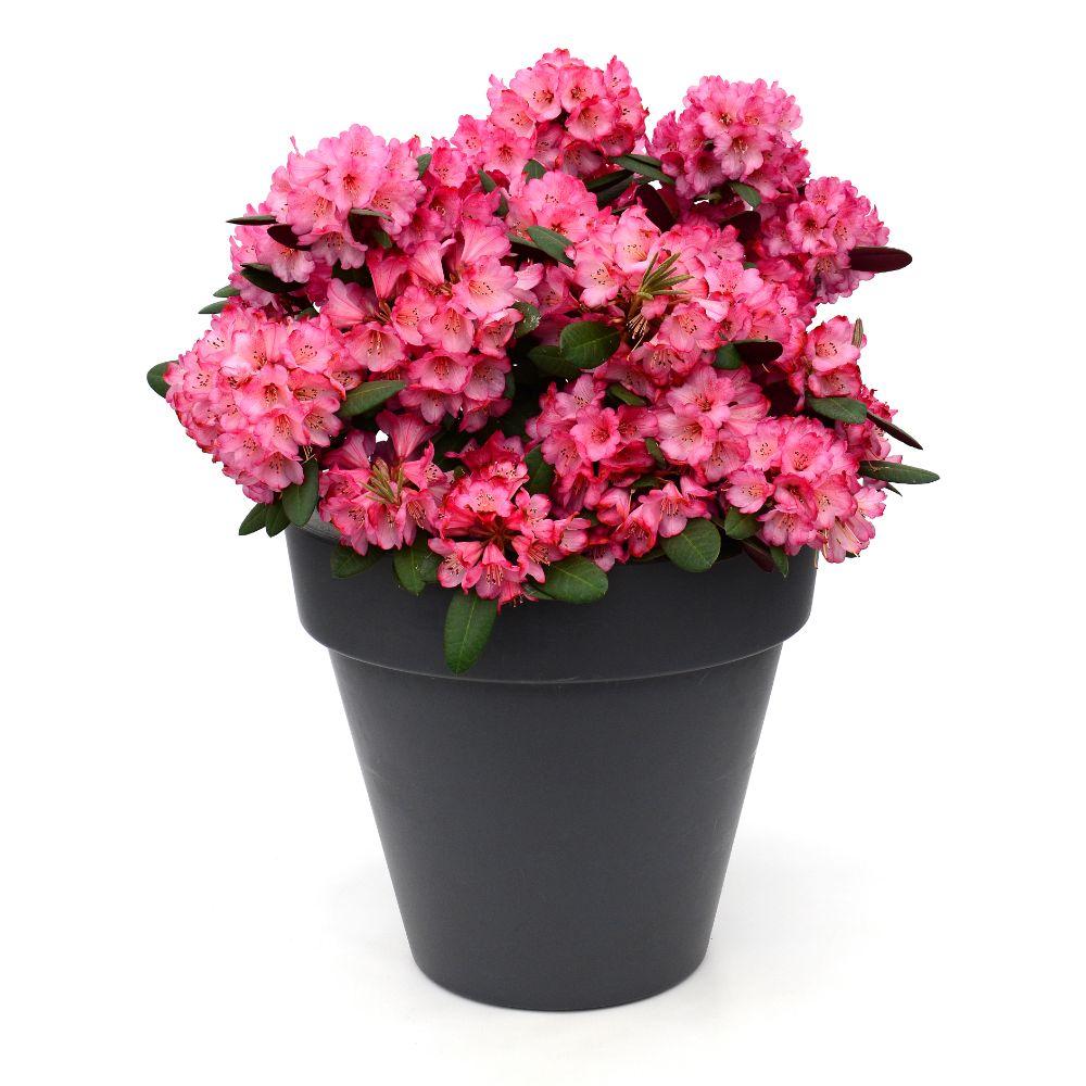 green-guardia-rhododendron-wine-roses-zimmerpflanze-13-cm-topf-immergr-n image 5