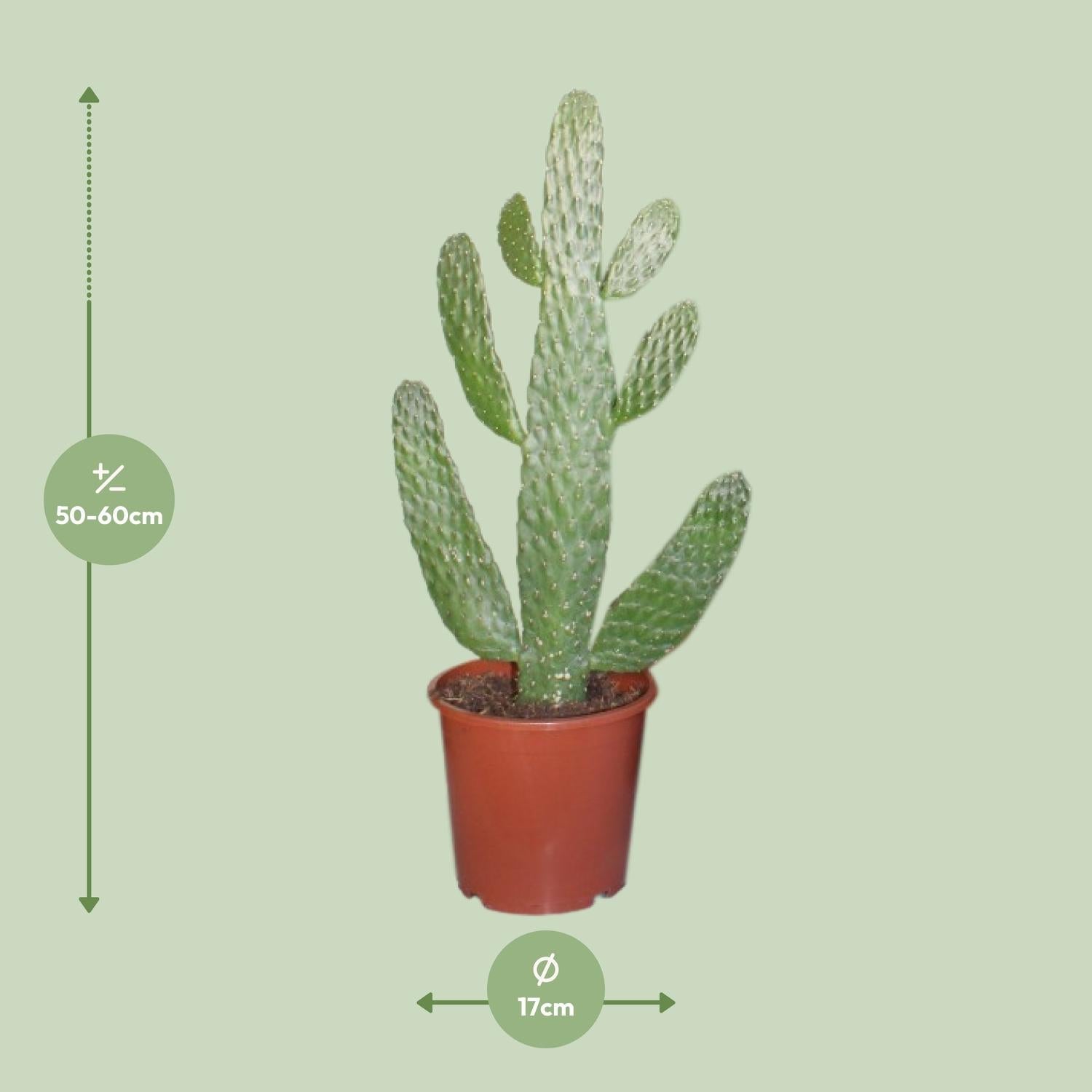 green-guardia-unsere-pflanzen-opuntia-consolea-feigenkaktus-17-cm image 2