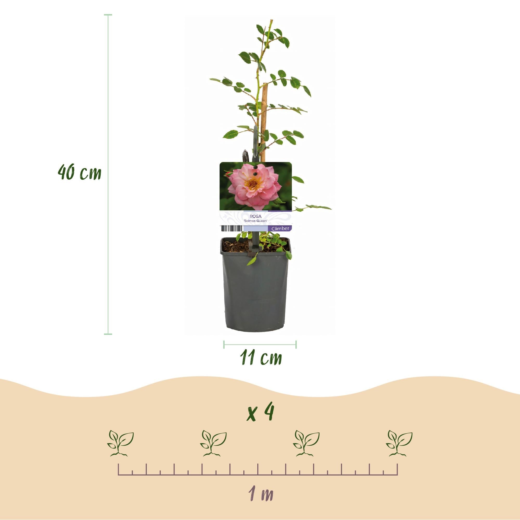green-guardia-rosa-salmon-queen-kletterrose-lachsrosa-2-pflanzen image 3