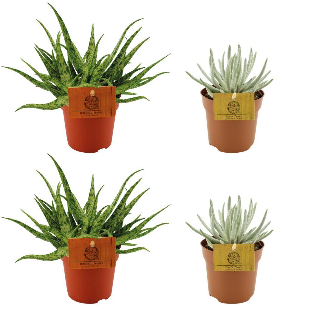 green-guardia-aloe-spider-senecio-4-pflanzen-10-5-cm-topf image 1