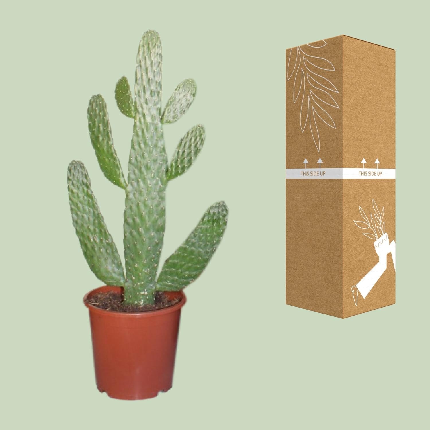 green-guardia-unsere-pflanzen-opuntia-consolea-feigenkaktus-17-cm image 3