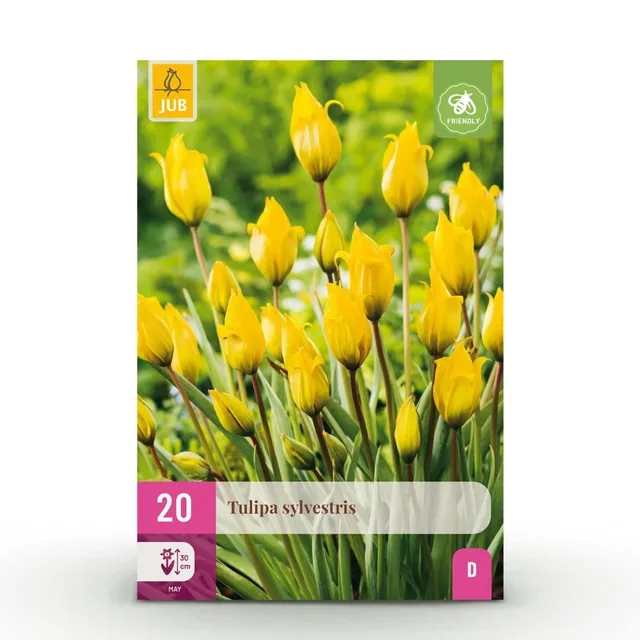 green-guardia-unsere-pflanzen-tulipa-sylvestris-blumenzwiebeln-20-st-ck-gelb image 1