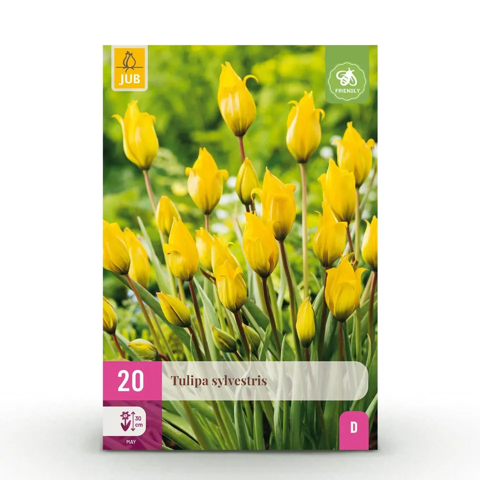 green-guardia-unsere-pflanzen-tulipa-sylvestris-blumenzwiebeln-20-st-ck-gelb image 1