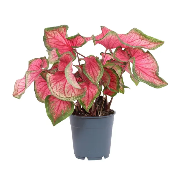 green-guardia-unsere-pflanzen-caladium-zimmerpflanze-sweetheart-12cm-bunt image 1