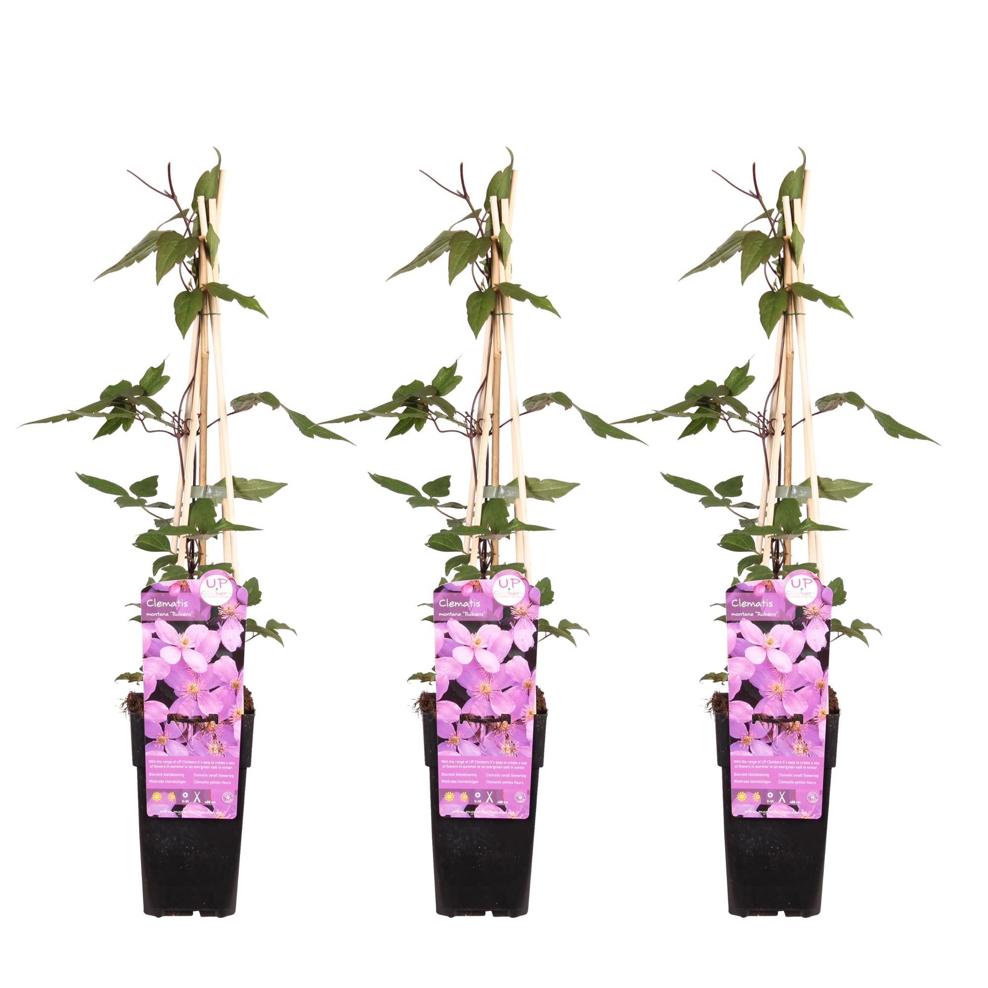 green-guardia-clematis-montana-rubens-kletterpflanze-3x-65cm-rosa image 1