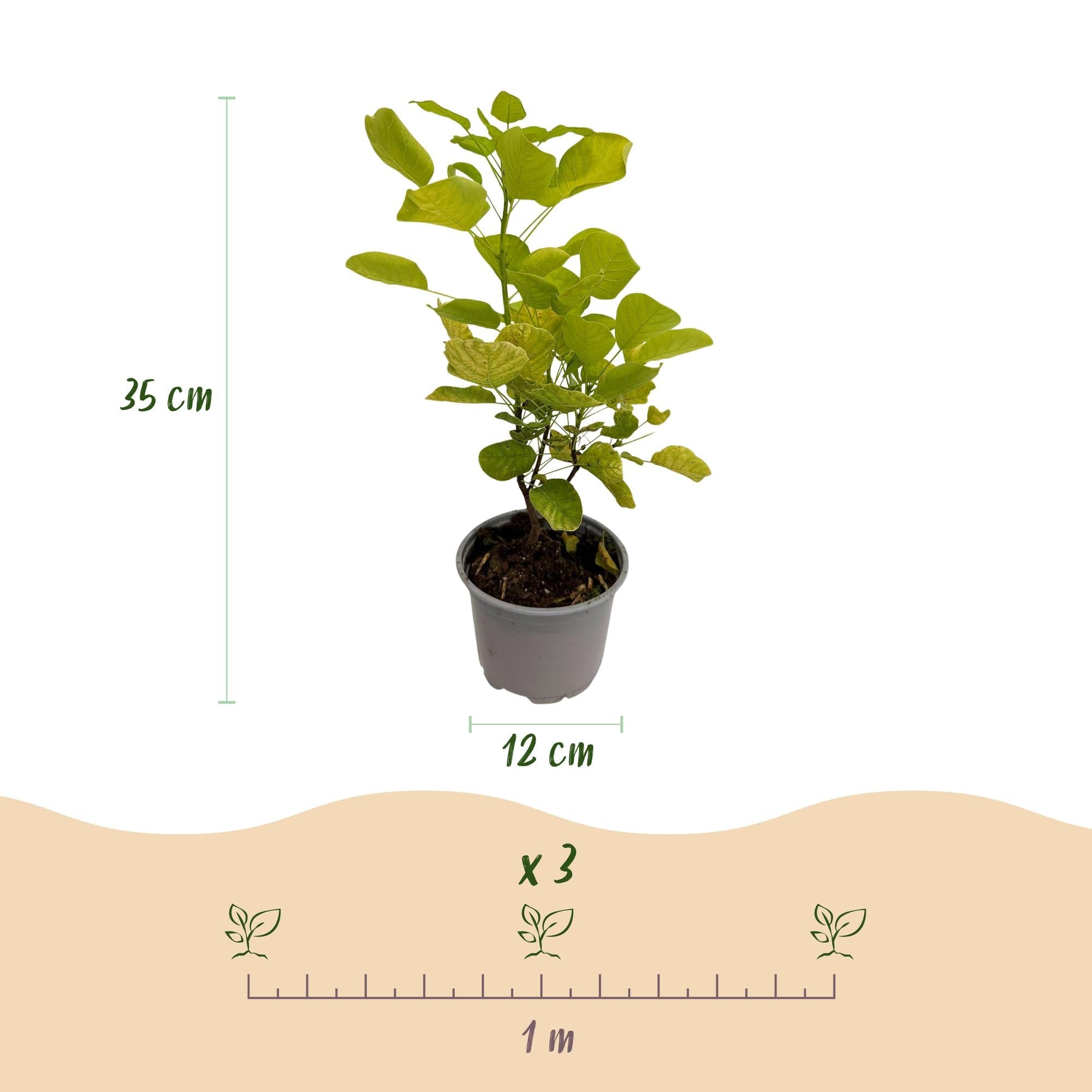 green-guardia-cotinus-golden-spirit-zierstrauch-gelb-12cm image 2