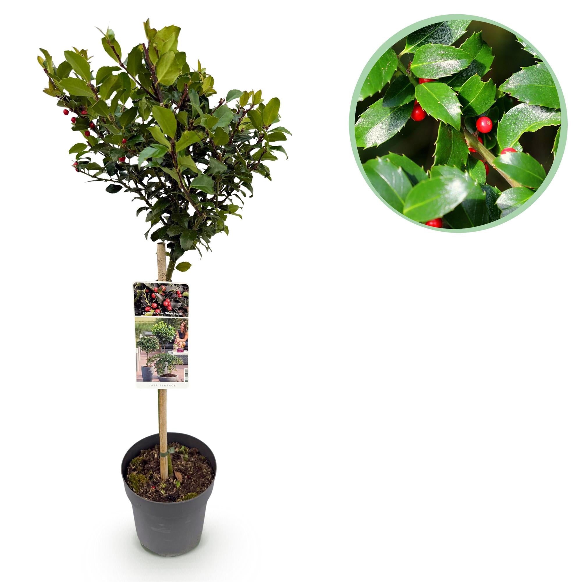 green-guardia-blue-maid-ilex-stammpflanze-90-cm-immergr-n image 1