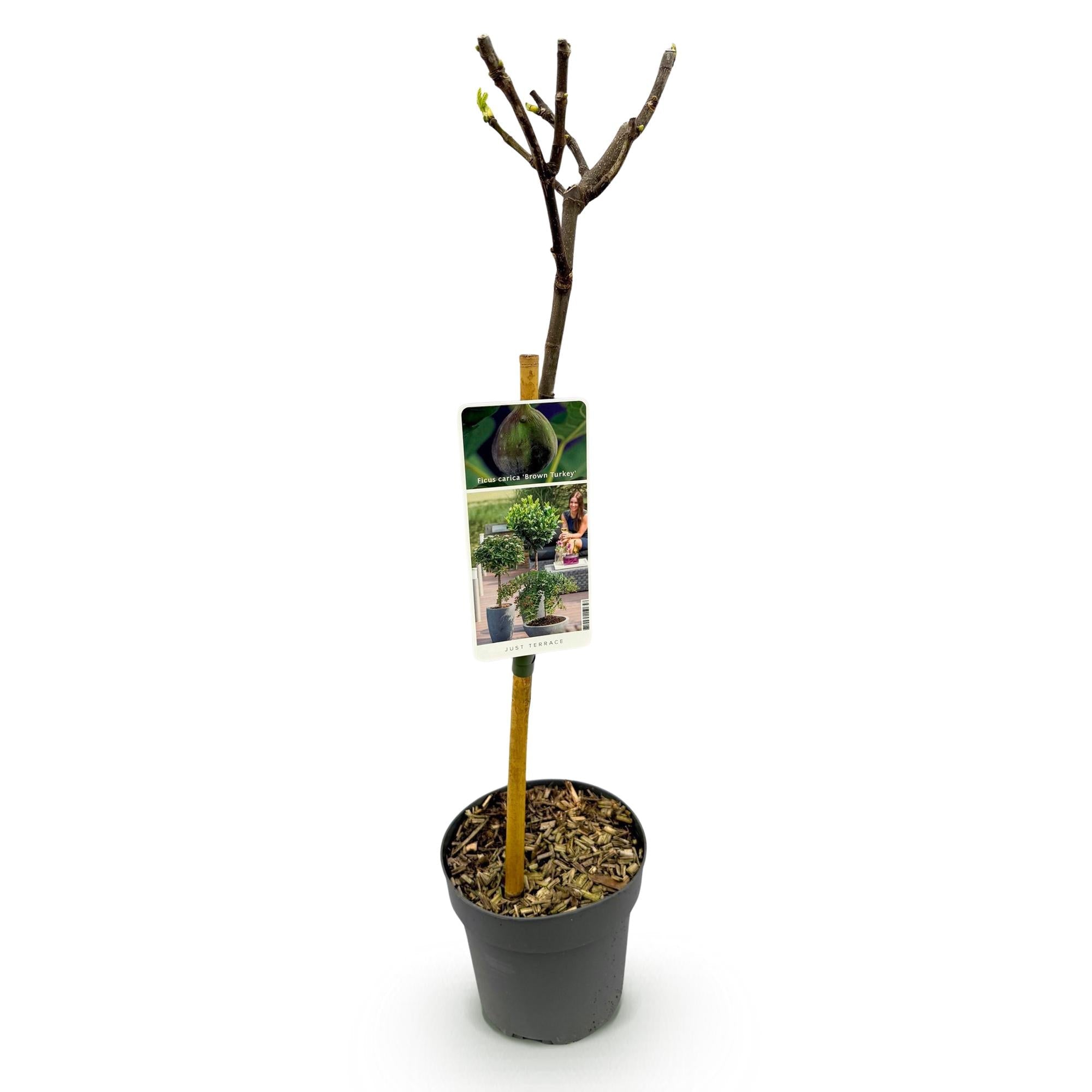 green-guardia-unsere-pflanzen-feigenbaum-brown-turkey-90cm-fruchtend image 2