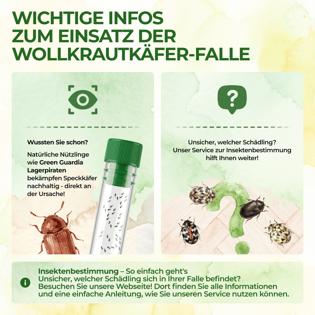 green-guardia-wollkrautbl-tenk-fer-falle-3-fallen image 5