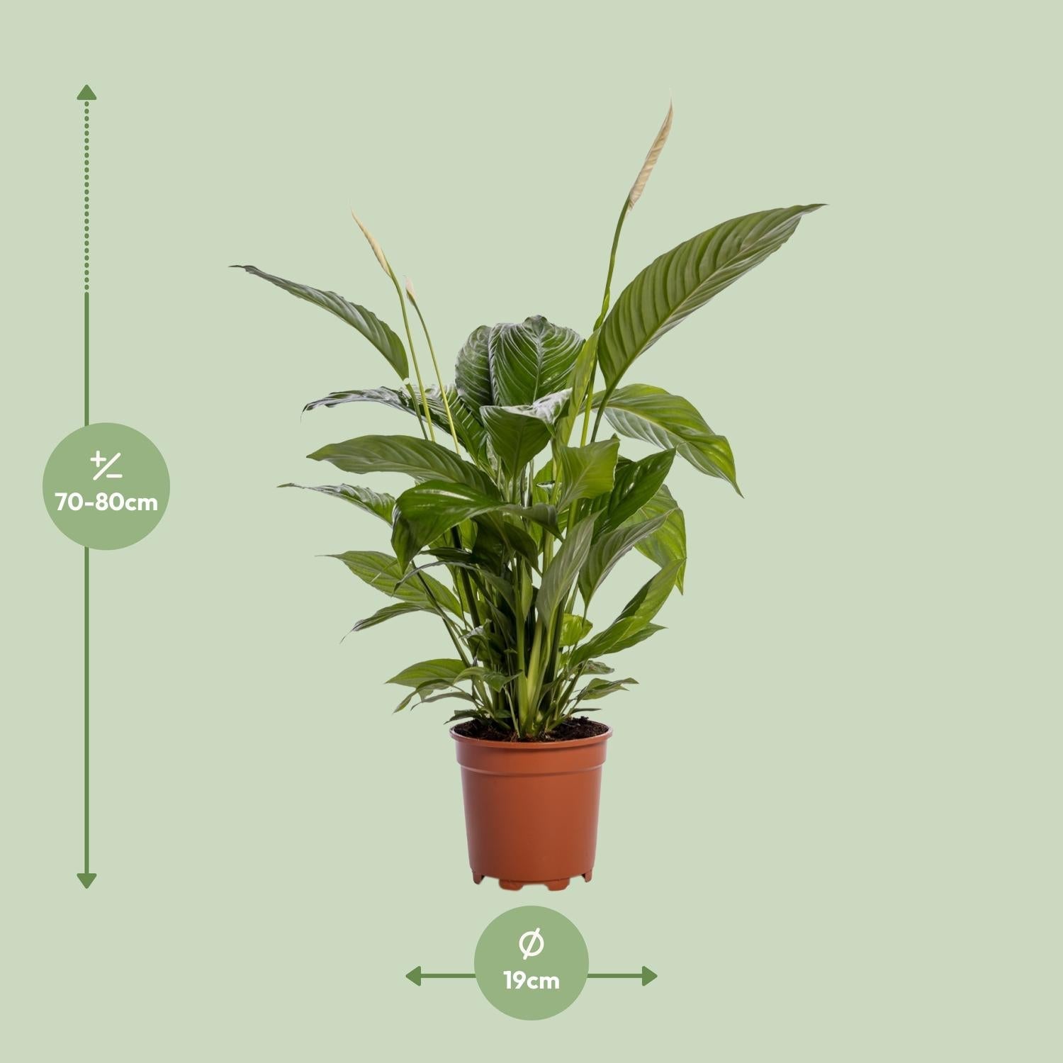 green-guardia-spathiphyllum-friedenslilie-70-cm-vivaldi image 5