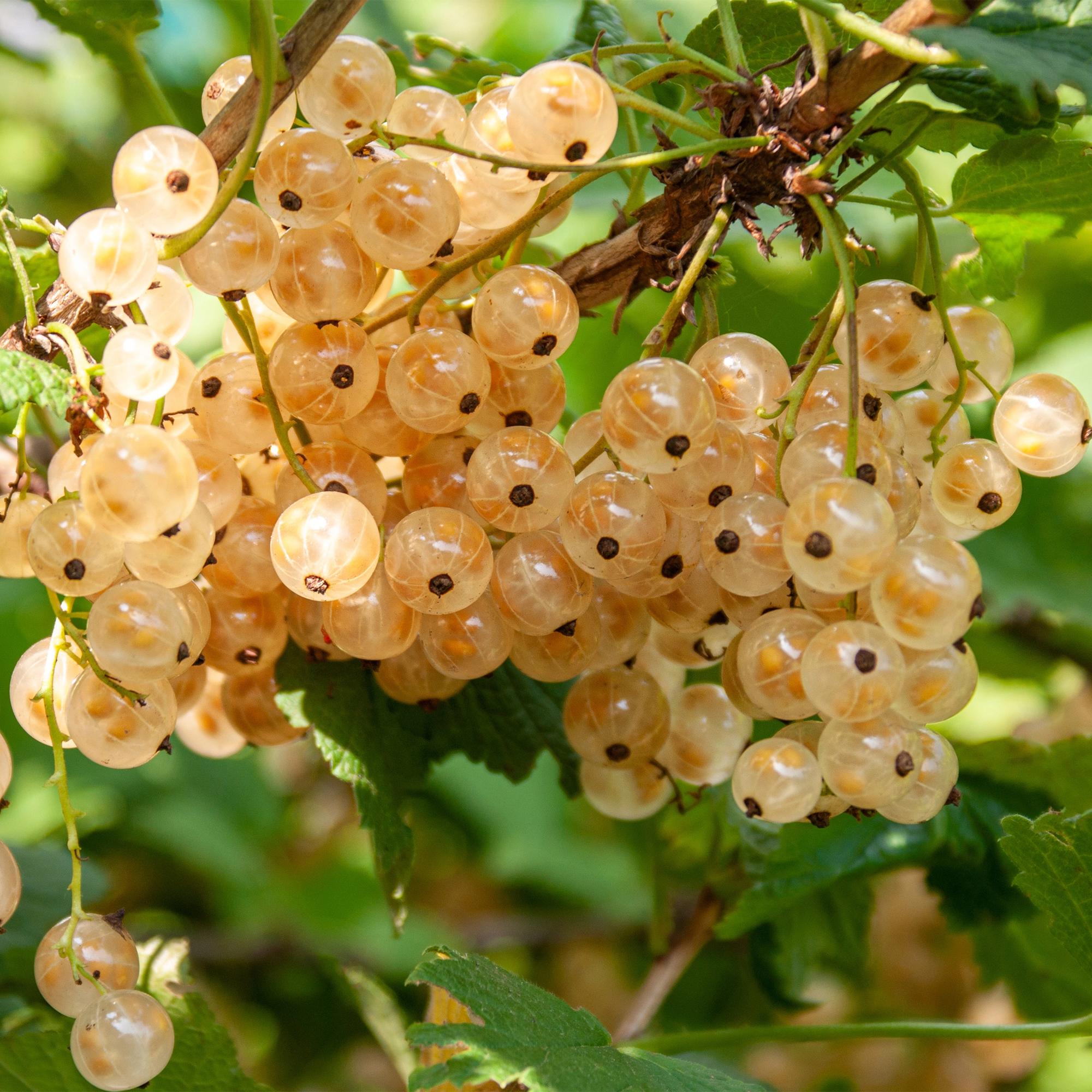 green-guardia-white-pearl-johannisbeere-strauch-2-pflanzen-wei-e-beeren image 2