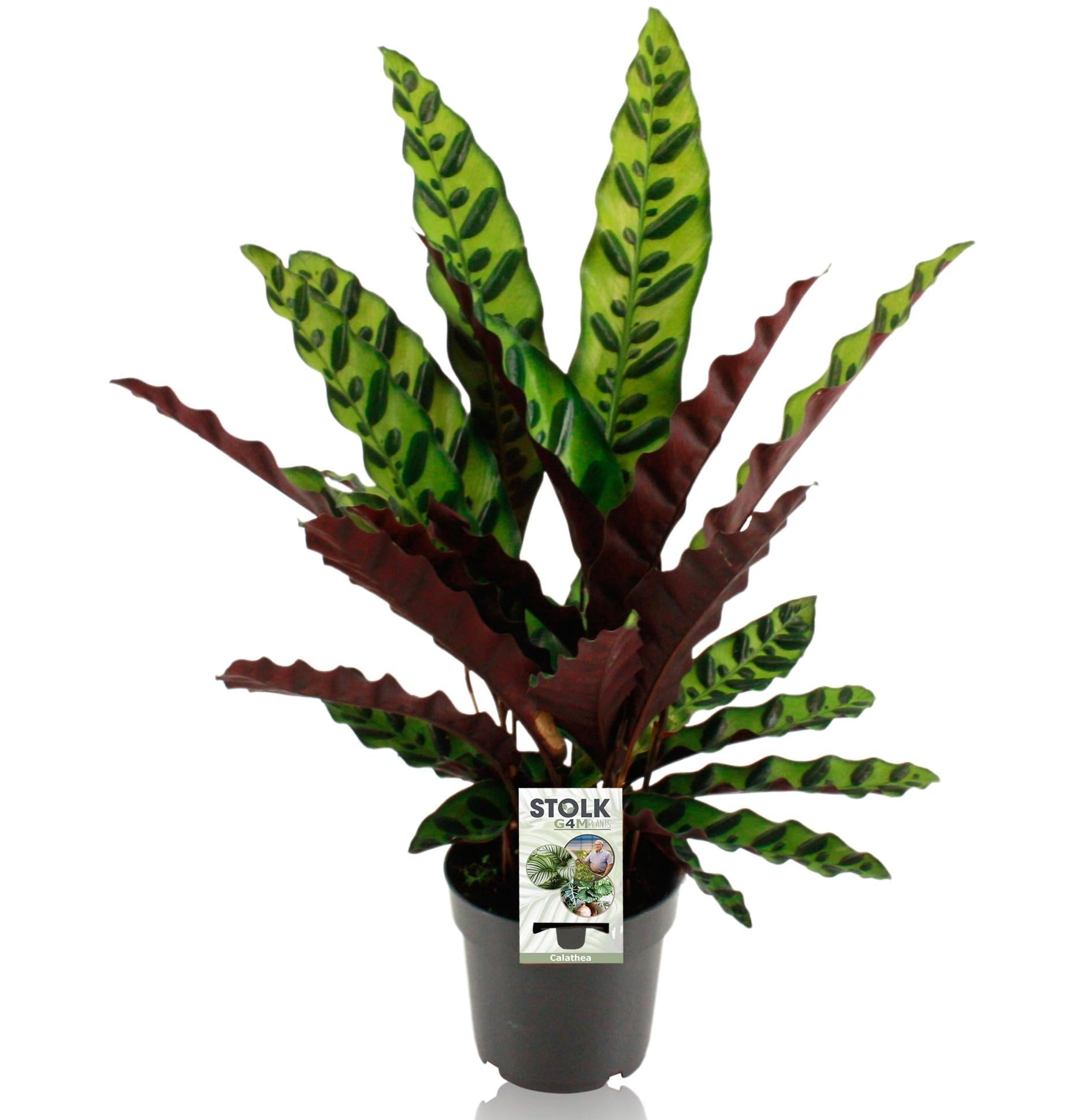 green-guardia-insignis-calathea-zimmerpflanze-14-cm-topf image 1