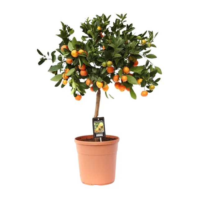 green-guardia-calamondin-orange-zitruspflanze-duftend-essbar image 1