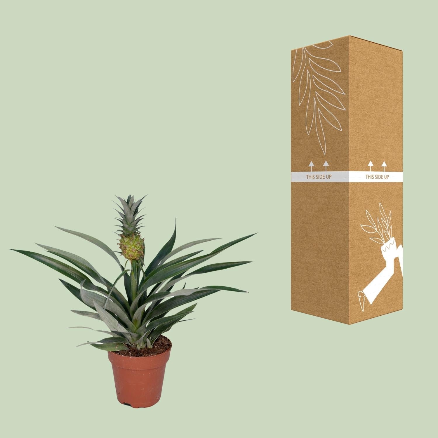 green-guardia-ananas-bromelia-zierananas-30cm-12cm-topf image 3