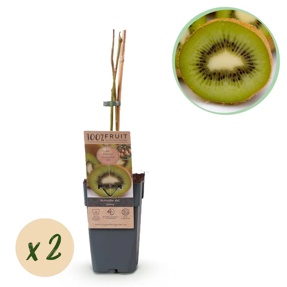green-guardia-unsere-pflanzen-kiwi-jenny-kiwipflanze-2x-15-cm-topf-selbstfruchte image 1