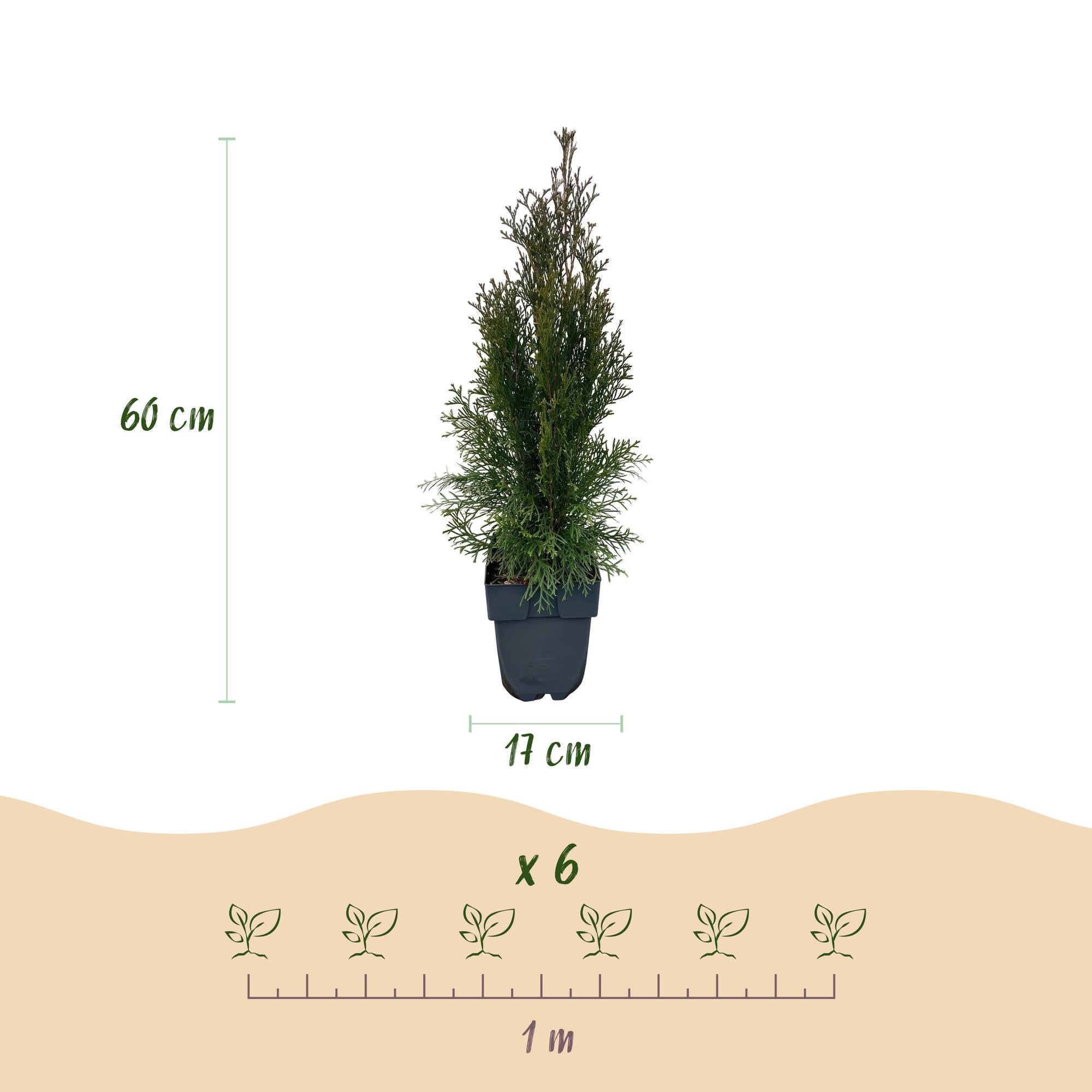 green-guardia-unsere-pflanzen-thuja-smaragd-heckenpflanze-60cm-17cm image 2